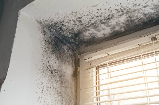 Affordable Mold Remediation solutions in Jefferson, OR